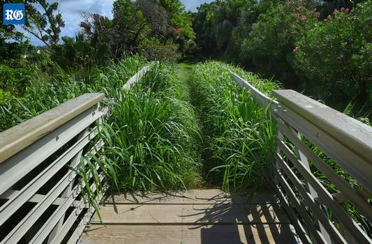 Railway Trail overgrown