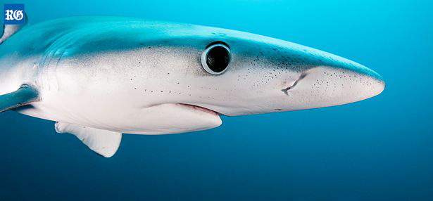 blue shark off Bermuda Feb 2018