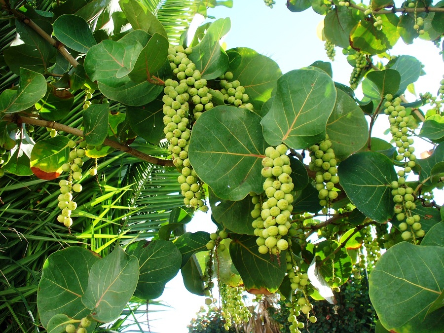 Bermuda baygrapes