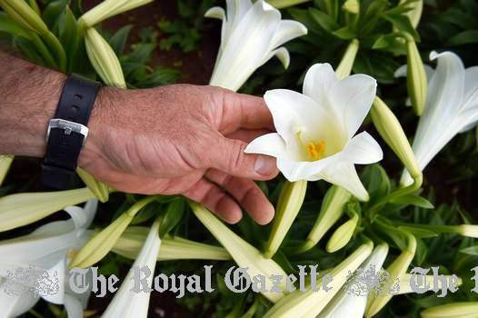 Bermuda Easter Lilies