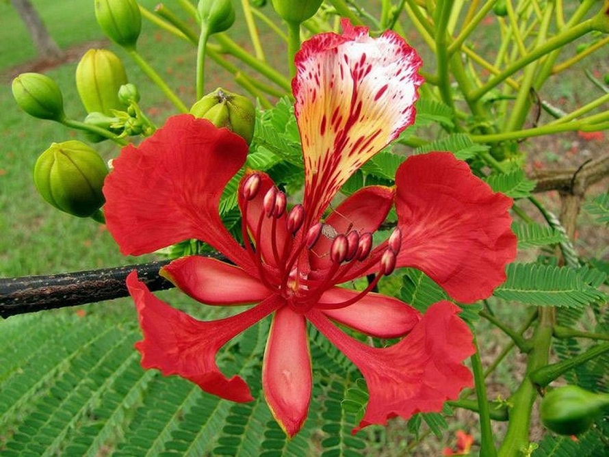 Royal Poinciana