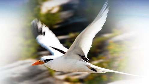 Bermuda Longtail