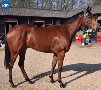 Racehorse Queen of Bermuda