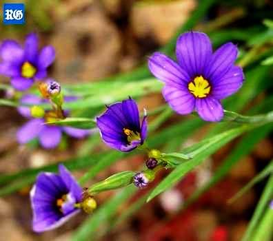 Bermudiana - Bermuda's national flower