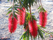 Bottlebrush