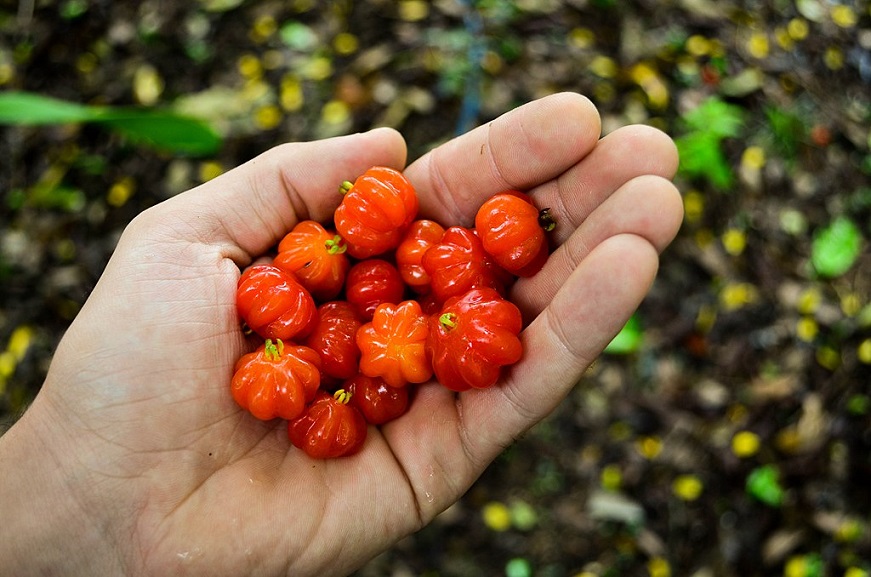 Eugenia flora, Surinam cherry