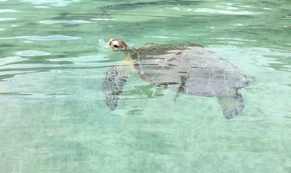 Green sea turtles