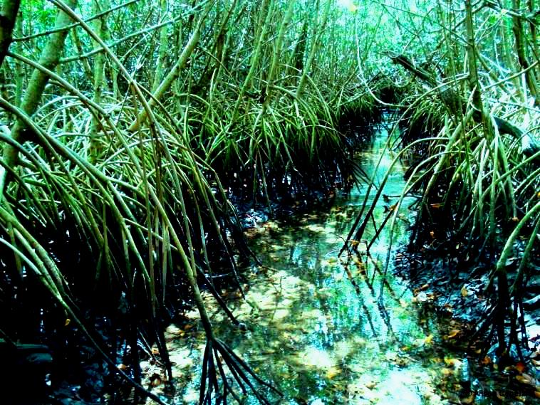 Hungry Bay mangroves