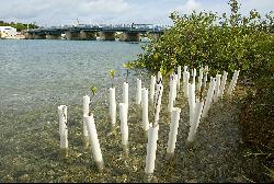 Mangrove nursery in St. George's Parish near Swing Bridge, Royal Gazette photo