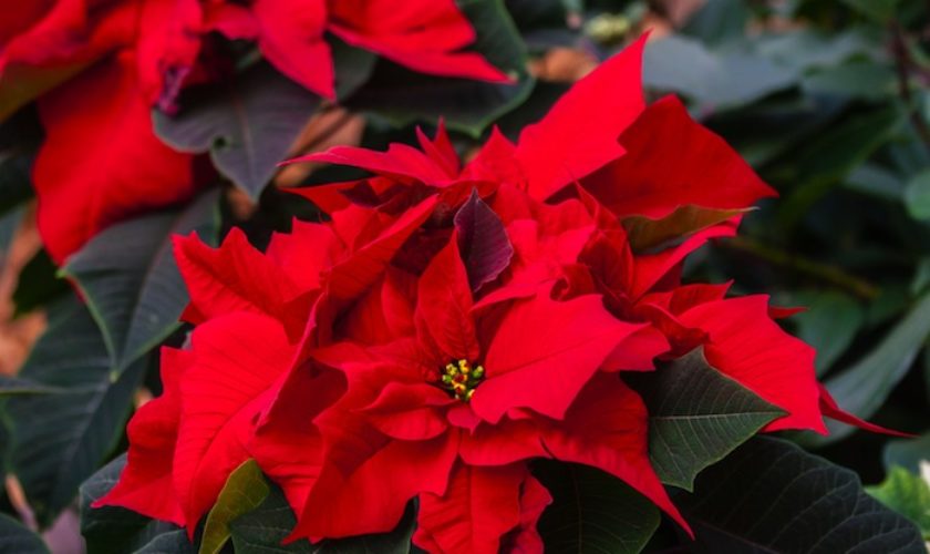 Bermuda poinsettia