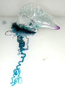 Portuguese Man of War