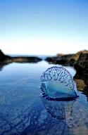 Portuguese Man of War