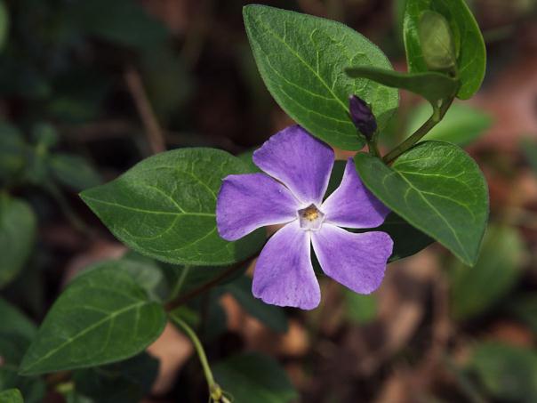 Vinca