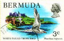 Bermuda Longtail (frigate bird)