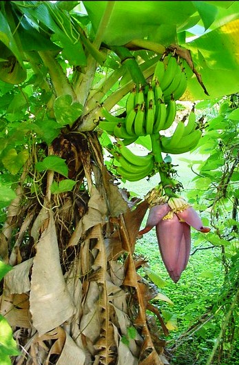 Bermuda-grown bananas