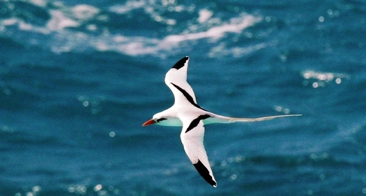 Bermuda longtail 2