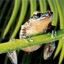 Bermuda tree frog