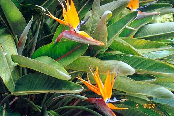 Bird of Paradise