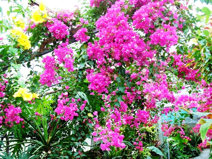 Bougainvillea