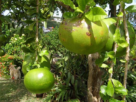 calabash tree