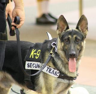 drug-sniffing dog