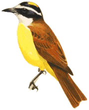 Kiskadee