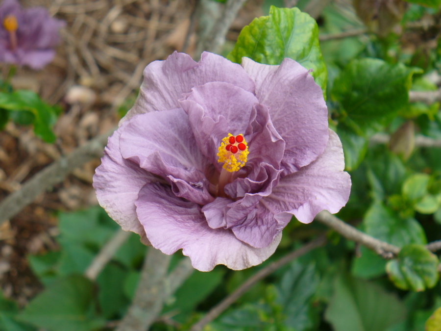 Bermuda hibiscus 4