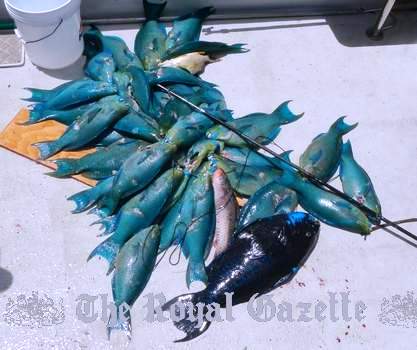 killed parrotfish