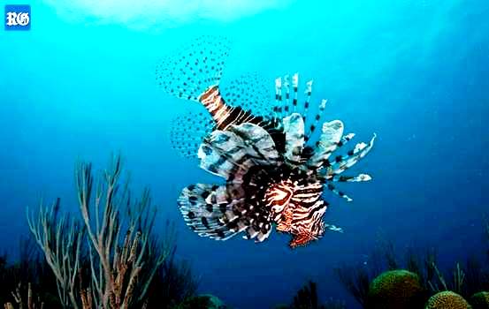 Lionfish in Bermuda