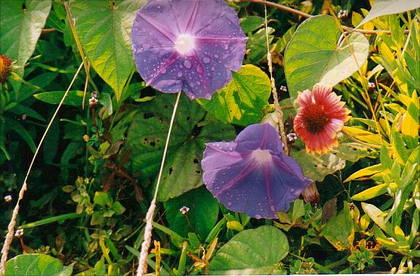 Morning Glory, wild in Bermuda