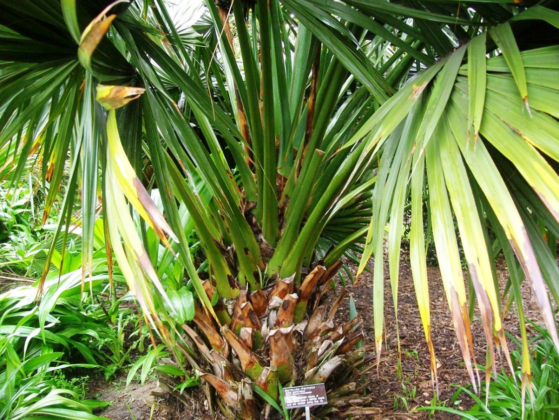 Palmetto