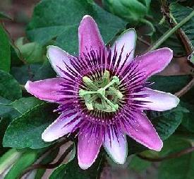 Bermuda Passionflower