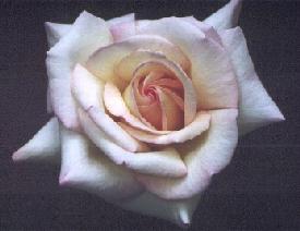 Odyssey Rose