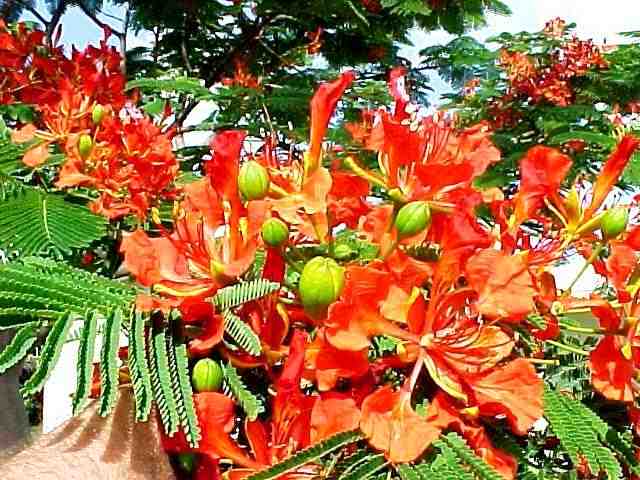 Royal Poinciana