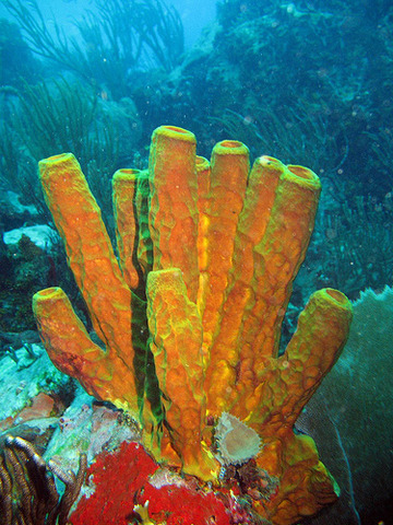 Snorkel in Bermuda