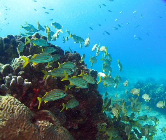 Snorkel in Bermuda