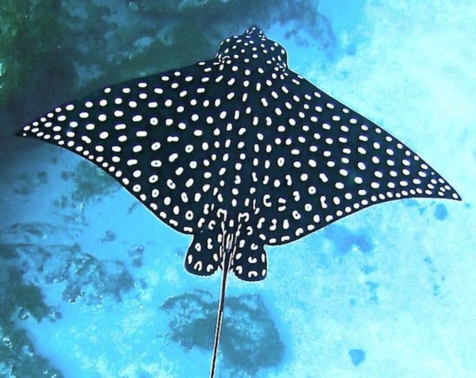 spotted eagle ray