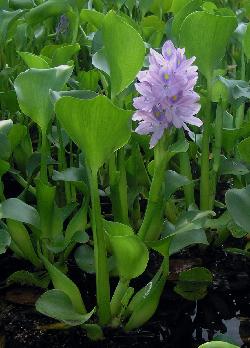 water hyacinth