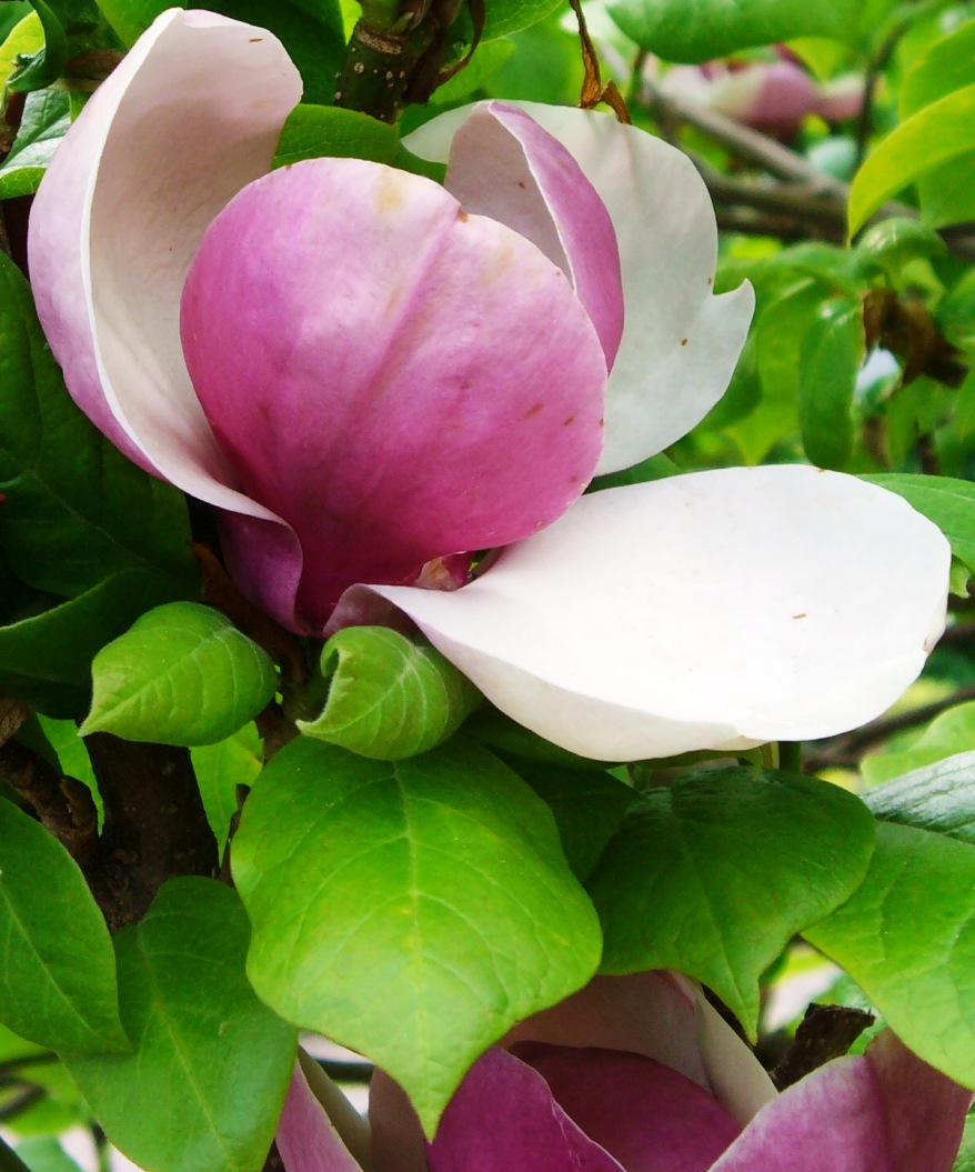 Bermuda flower