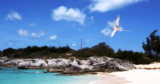 Coopers Island Nature Reserve again