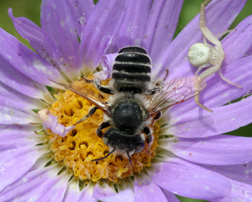 Leafcutter bee