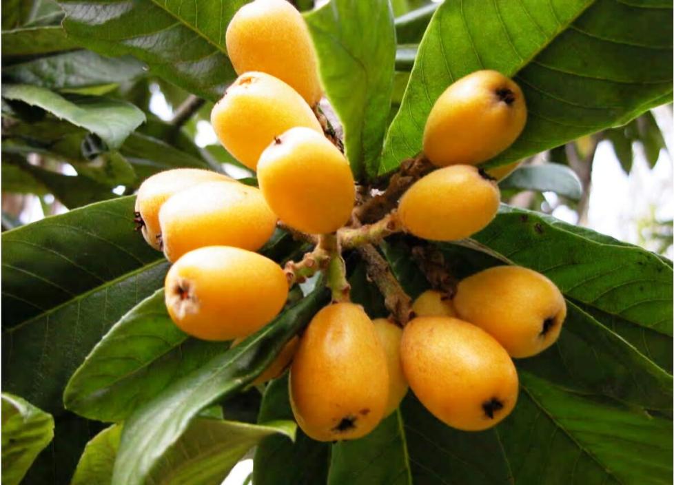 Loquats, common in Bermuda