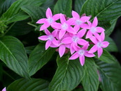 Pentas