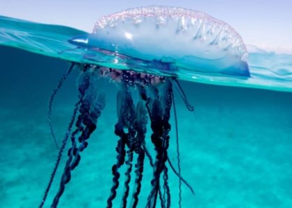 Portuguese Man of War