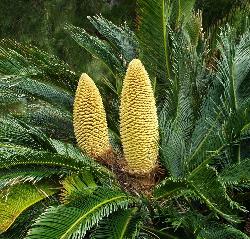 Sago Palm