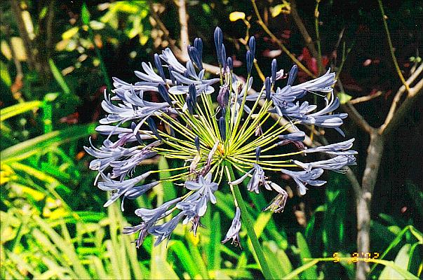 Agapanthus