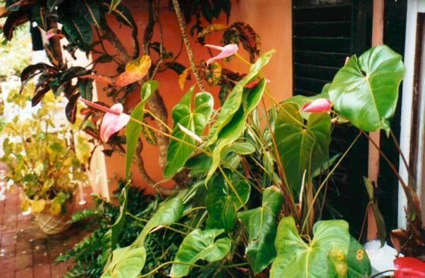 Anthurium