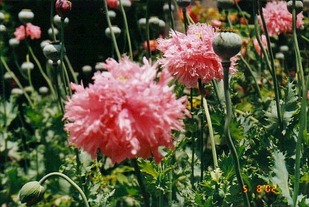 Double poppy