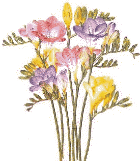 Bermuda freesias