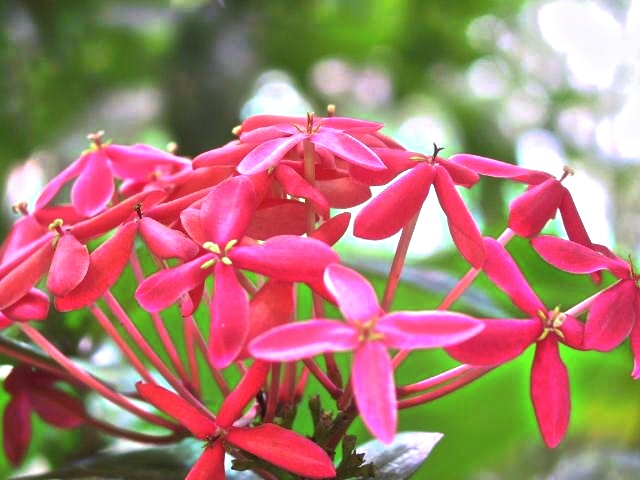 Heliconia (Lobster claw)